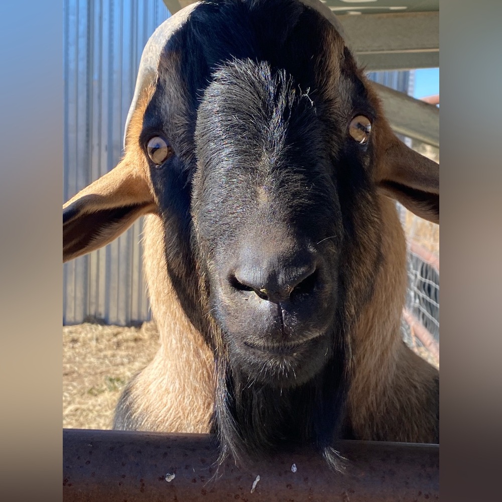 We Appreciate Support, Purchases & Shares🩷Ray Family Farm LLC Farm & Sanctuary